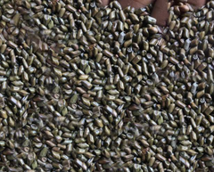 Cassia Tora Seeds - Image 2